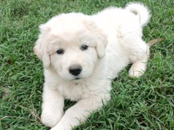3 month old Maremma Male  puppy