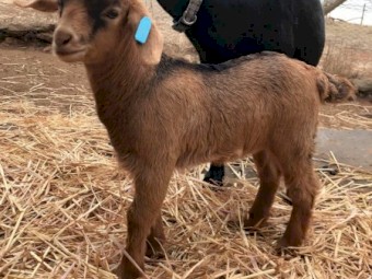 Miniature Goats (Wethers)