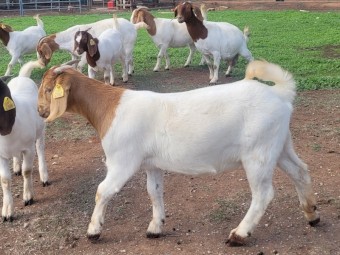 Registered Boer goats stud dispersal 