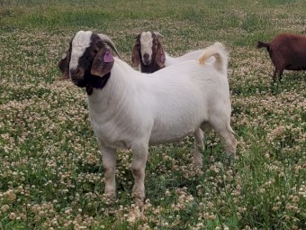 Registered Boer goats stud dispersal 