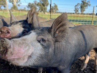 Pure Berkshire Pigs