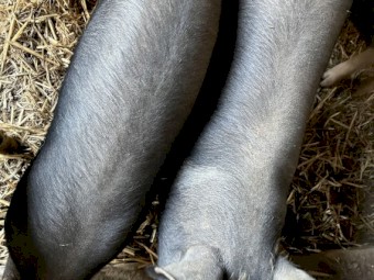 Pure Berkshire Pigs