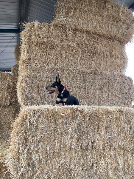 Working Kelpie Dog