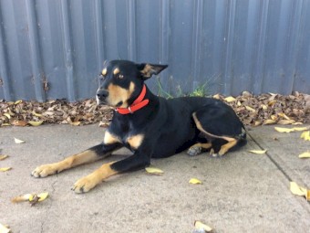 Working Kelpie Dog
