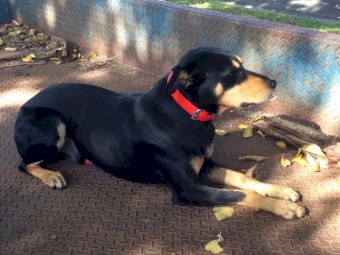 Working Kelpie Dog