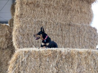 Working Kelpie Dog