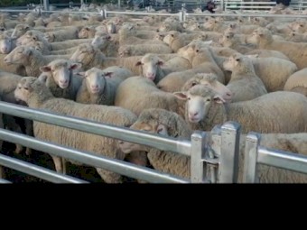 247 White Suffolk X Merino ewes. SIL @ 158%