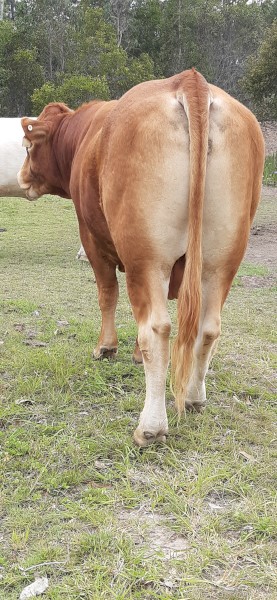 Limousin Bull 3 yr old