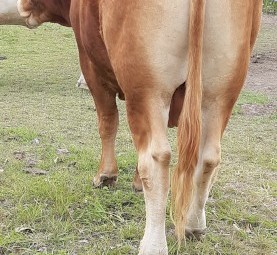 Limousin Bull 3 yr old