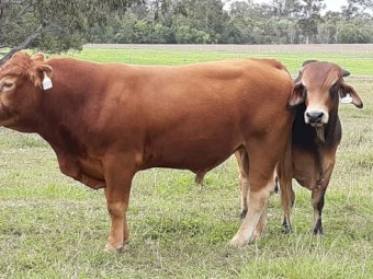 Limousin Bull 3 yr old