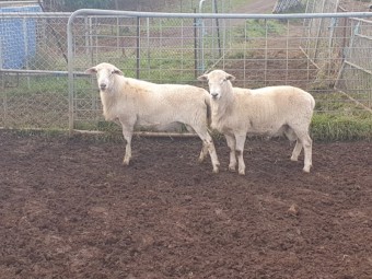 Australian White Rams