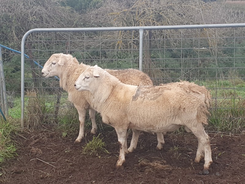 Australian White Rams