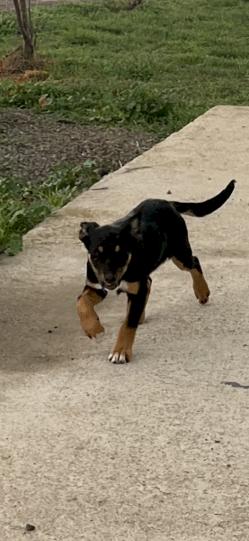 Working Dog Pups