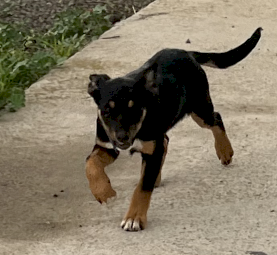 Working Dog Pups
