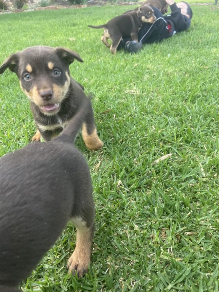 Kelpie puppies