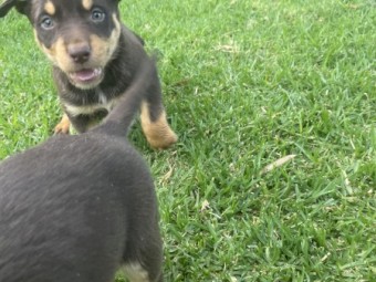Kelpie puppies