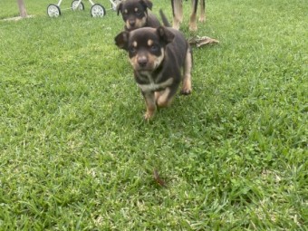 Kelpie puppies