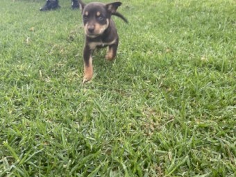 Kelpie puppies
