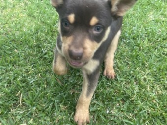 Kelpie puppies