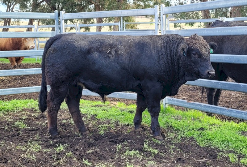 Bulls For Sale