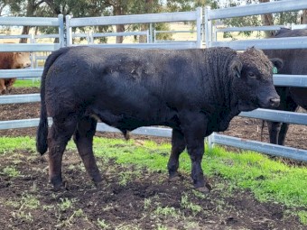 Bulls For Sale