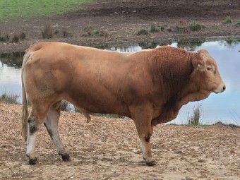 Bulls For Sale