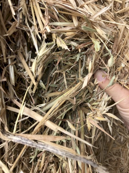 100mt Oaten Hay 700kg 8x4x3 Bales