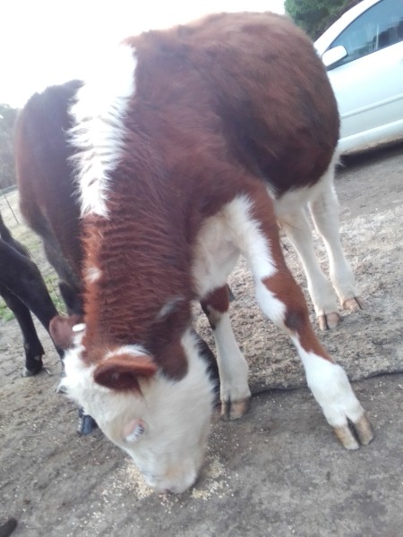 Bull Calves x 10