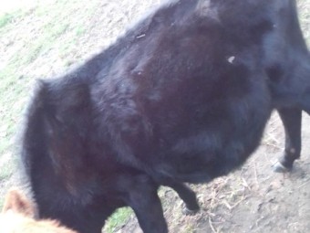 Bull Calves x 10