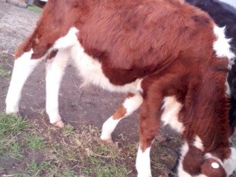 Bull Calves x 10