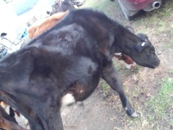 Bull Calves x 10