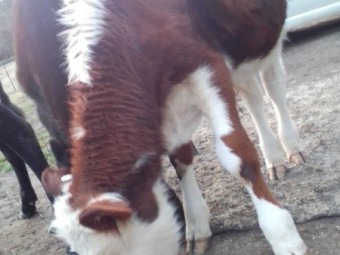 Bull Calves x 10