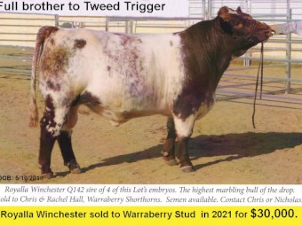 'Elite' bred 2yo Beef Shorthorn