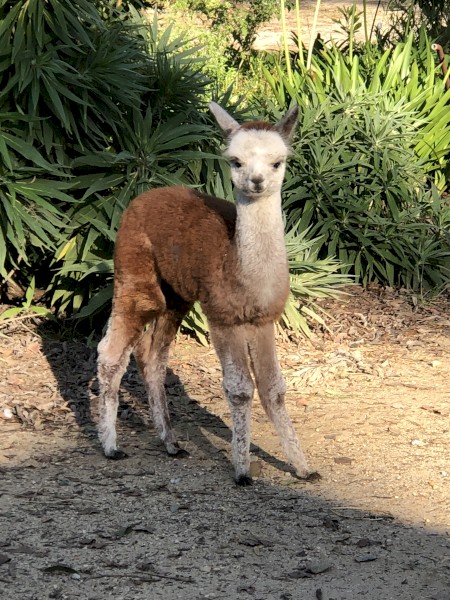 Alpacas For Sale x4