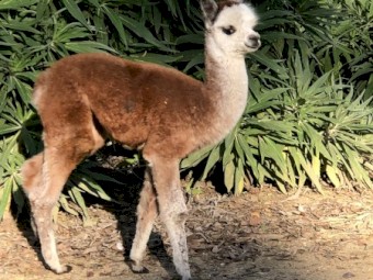 Alpacas For Sale x4