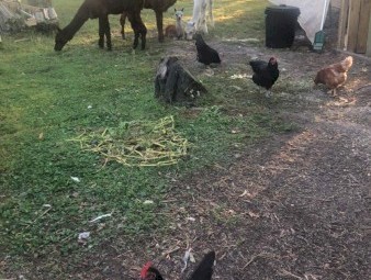 Alpacas For Sale x4