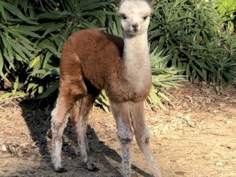 Alpacas For Sale x4