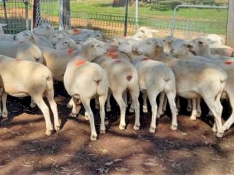 12 AUSTRALIAN WHITE EWES TATTYKEEL BREED AUSSIE WHITE EWES STATION MATED