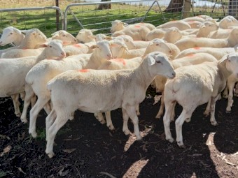 AUSTRALIAN WHITE EWES x 22  TATTYKEEL BREEDING 12 MONTHS OLD STATION MATED