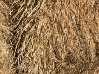 100mt Barley Straw 600kg 8x4x3 Bales
