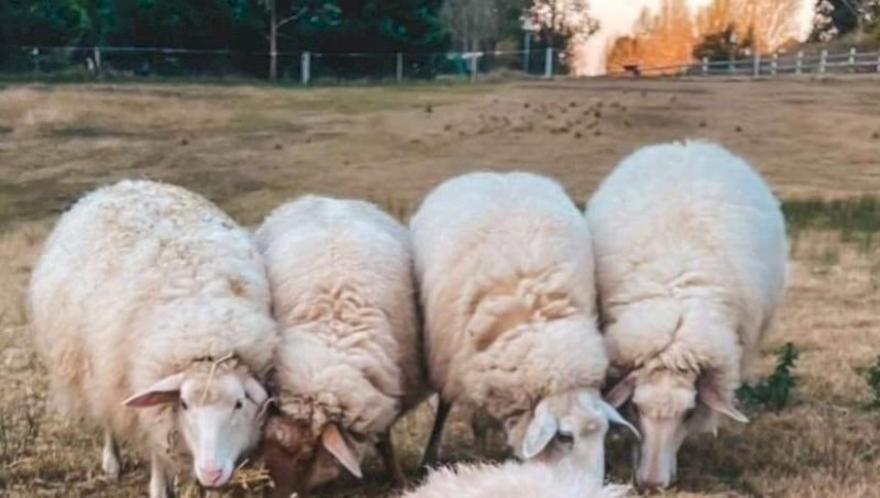 3 East Frisian X Awassi Ewes