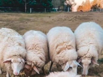 1 East Frisian X Awassi Ewe