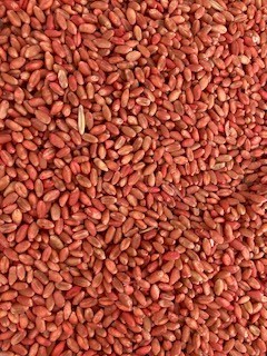 Wheat - Razor