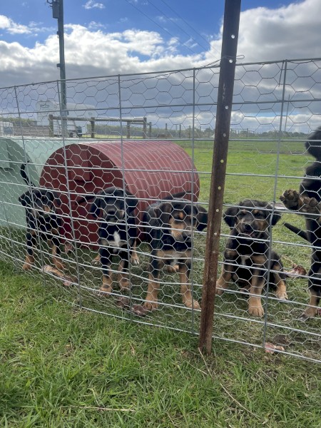 Huntaway Pups