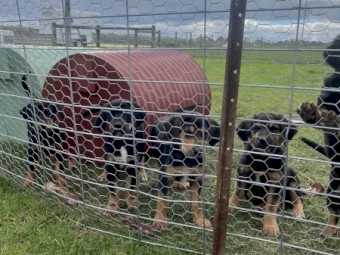 Huntaway Pups