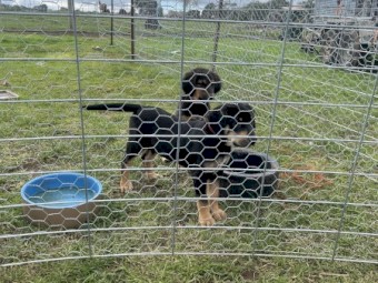 Huntaway Pups
