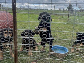 Huntaway Pups