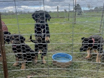 Huntaway Pups