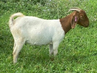 Registered Boer Young Does (Female) includes Yarrabee  & Terraweena Bloodline