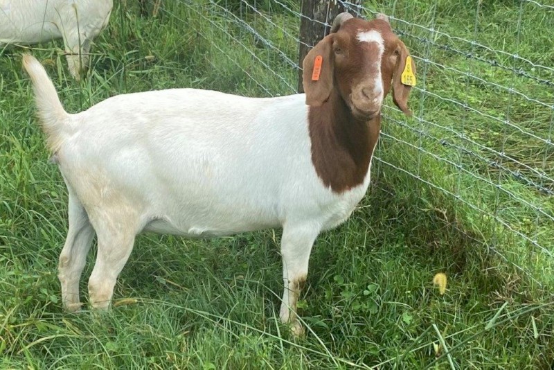 7 Registered Boer Breeding Does (Female)  Yarrabee Bloodline